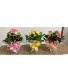 6" Cheery Blooming Potted Plant Plant