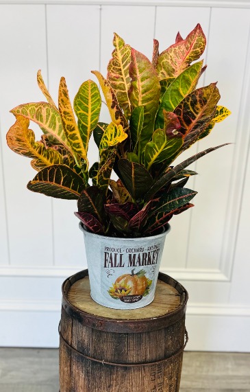 6" Croton in Fall Market Tin Potted Plant in Bluffton, SC | BERKELEY FLOWERS & GIFTS 6" Croton in Fall Market Tin Potted Plant in Bluffton, SC | BERKELEY FLOWERS & GIFTS