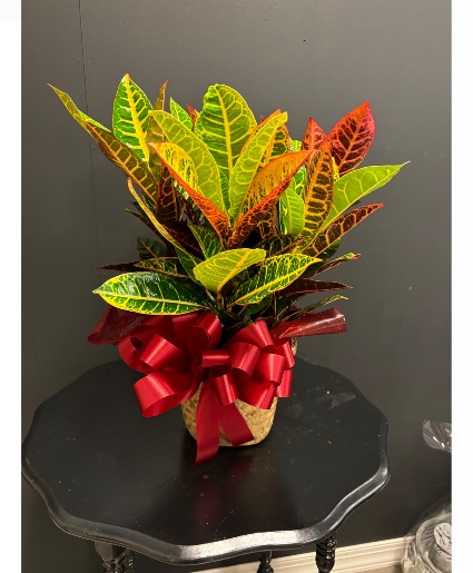 6” Croton Plant 