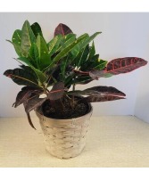 6" Croton Plant NFS-P110