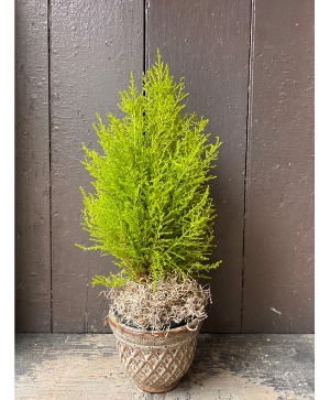6" Cypress Tree  Plant 