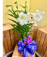 6" Db. Easter Lily Plants
