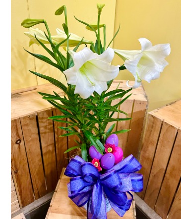 6" Db. Easter Lily SALE!!!!! Plants in Shreveport, LA | LaBloom Florist