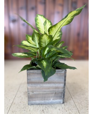 6" Dieffenbachia Camille Potted Plant