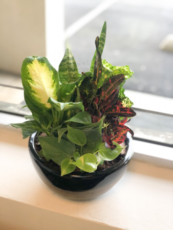 6'' Dish Garden