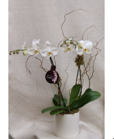 6" Double Stem Orchid in Ceramic Plant