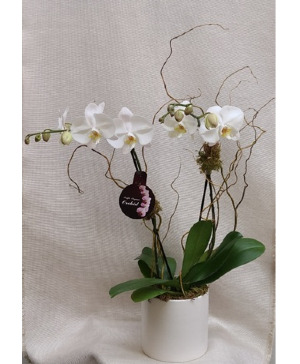 6" Double Stem Orchid in Ceramic Plant