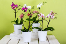 6" Double Stem Orchid Plant