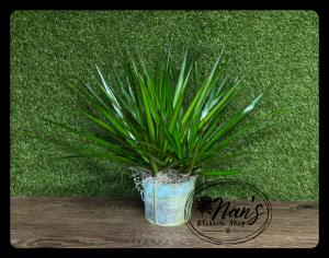 6" Dracaena Marginata 