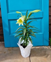 6" Easter Lily 