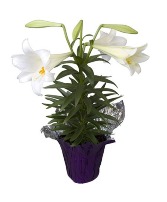 6" Easter Lily Easter Lily 5+ blooms
