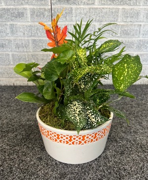 6" Fall Dishgarden Plants