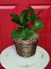 6" Fiddle Leaf Fig House Plant