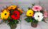 Gorgeous gerberas Mid size all around vase