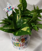 6" green plant(may vary depending on stock) In Happy Birthday container and includes a Happy Birthday pic!