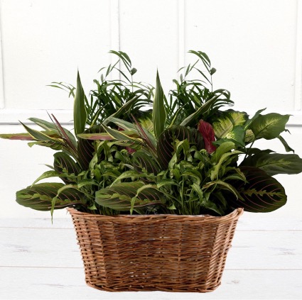 Large Planter