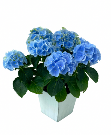 6” Hydrangea Plant