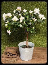 6-inch Azalea Tree 