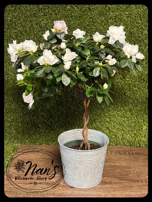 6-inch Azalea Tree 