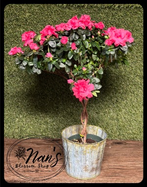 6-inch Azalea Tree Pink