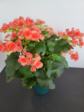6 inch Begonia