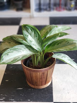 6 inch Chinese Evergreen Plant
