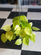 6 inch Lemon Lime Philodendron  Hanging Plant