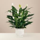 6 inch Peace Lily  