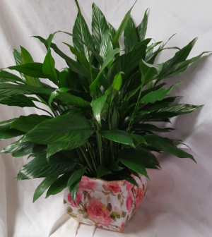 6 inch Peace Lily in  a nice pink floral tin  container!