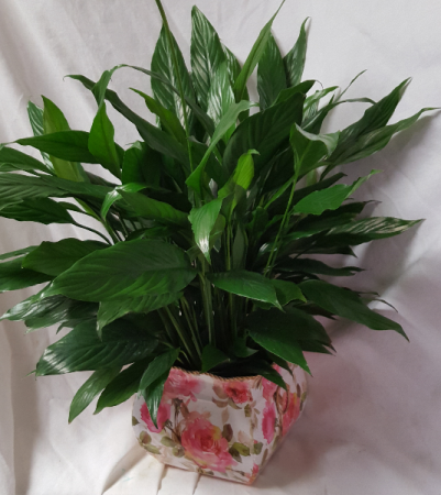 6 inch Peace Lily in  a nice pink floral tin  container!