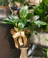 6 inch peace lily plant