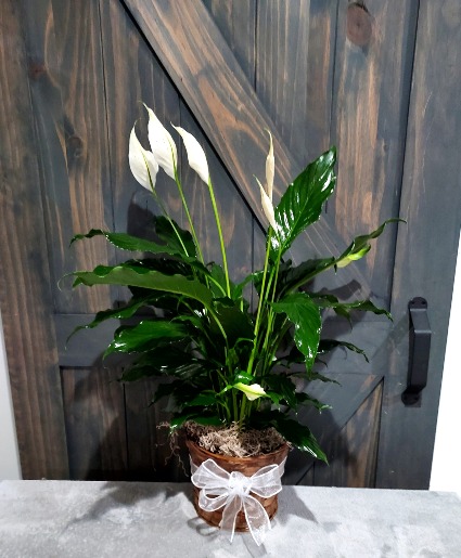 6 Inch Peace Lily Plant Potted plant