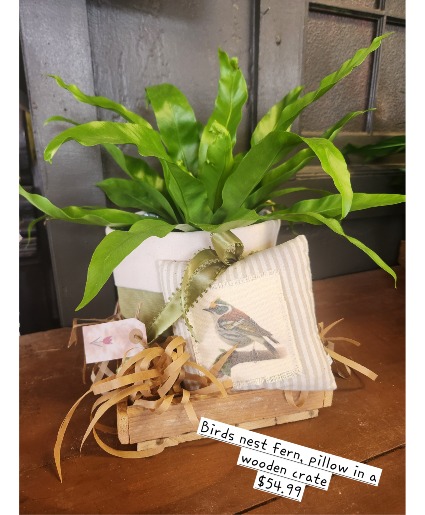 6 inch plant, pillow combo Plant Basket