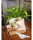 6 inch plant, pillow combo Plant Basket