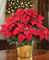 6 inch poinsettia  