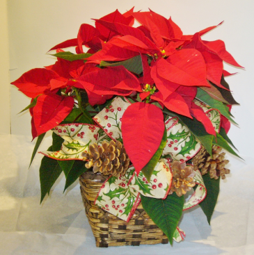 6 INCH POINSETTIA IN A BASKET Indoor Blooming Plant