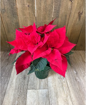 6 Inch Poinsettia  Plant