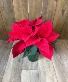 6 Inch Poinsettia  Plant