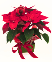 6 inch pot Decorated Poinsettia Potted Plant
