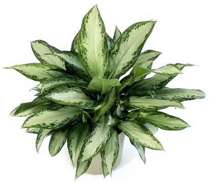 6 Inch Silver Bay Chinese Evergreen in Basket Green plant