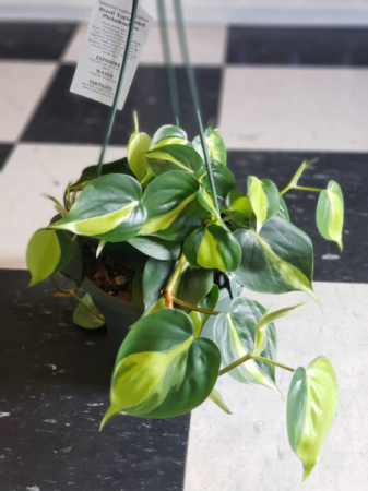 6 inch Variegated Philodendron Hanging Plant