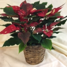 6 Jingle Bell Poinsettia Poinsettia in a basket in Bellefonte, PA - A  Flower Basket