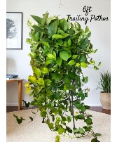 6’ Long Trailing Pothos  Plant 