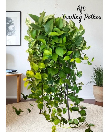 6’ Long Trailing Pothos  Plant  in Ashland City, TN | As You Wish Floral Designs by Kimberly McCord