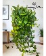 6’ Long Trailing Pothos  Plant 