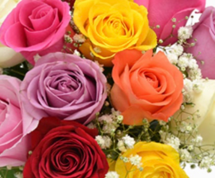 6 Mixed Colored Roses - No Vase  6 Roses 