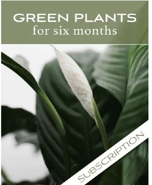 6  Months Plant of the Month Subscription 