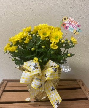 6" Mum Plant Plant
