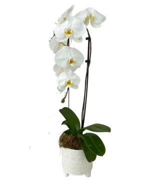 6" Orchid Plant