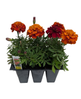 6 Pack Annuals 